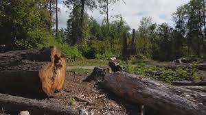 Best Tree Trimming and Pruning  in Quincy, CA