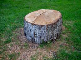 Best Hazardous Tree Removal  in Quincy, CA