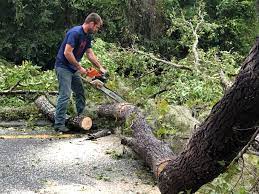 Professional Tree Services in Quincy, CA