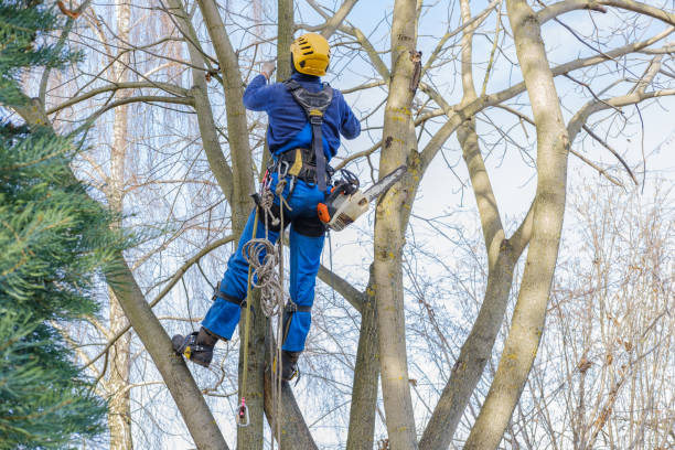 Best Tree Removal  in Quincy, CA